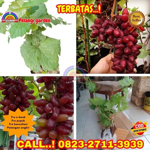GRATIS ONGKIR ! H.Tovix CALL: 0823-2711-3939 Jual Bibit Anggur New Baikonur Di Kebumen.jpg