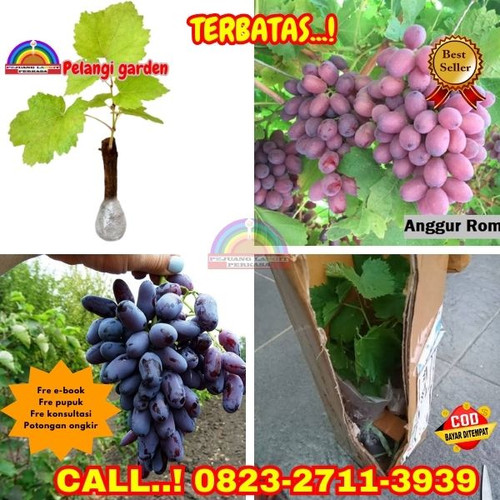 POTONGAN GILA ! H.Tovix CALL: 0823-2711-3939 Jual Bibit Anggur Original Di Kebumen.jpg