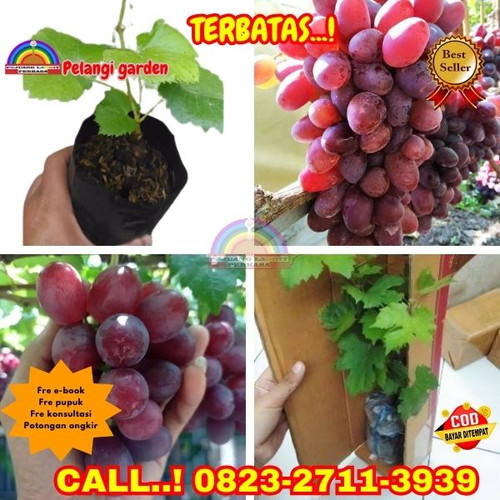 PARTAI BESAR ! H.Tovix CALL: 0823-2711-3939 Jual Bibit Anggur Ninel Ukraina Di Kebumen.jpg