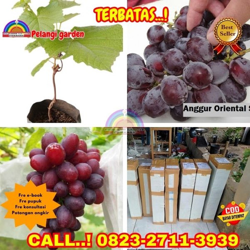 EKSLUSIF ! H.Tovix CALL: 0823-2711-3939 Jual Bibit Anggur Oriental Star Di Kebumen.jpg