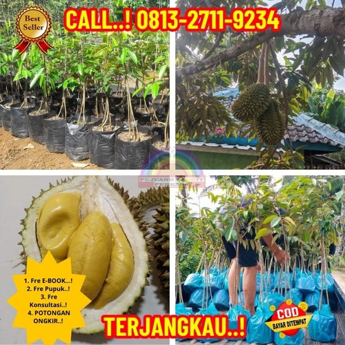 HARGA PETANI ! H.Tovix CALL: 0813-2711-9234 Jual Bibit Durian Non Biji Ke Kec.Sungai Liat-Desa Jerij.jpg