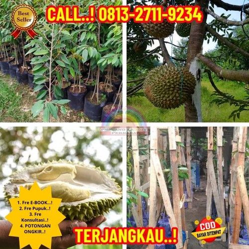 LANGSUNG PETANI ! H.Tovix CALL: 0813-2711-9234 Jual Bibit Durian Namlung Dan Super Tembaga Ke Kec.Su.jpg