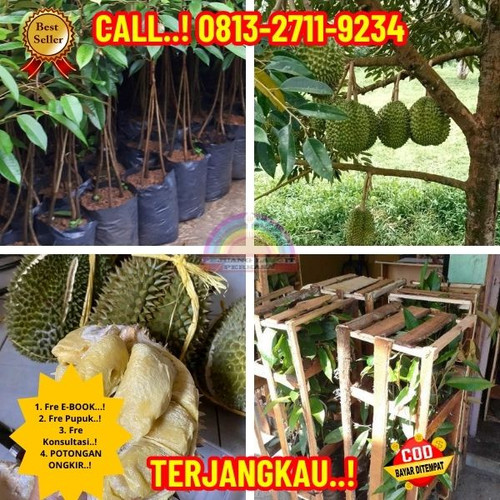 PRODUSEN BIBIT UNGGULAN ! H.Tovix CALL: 0813-2711-9234 Jual Bibit Durian Namlung Ke Kec.Sungai Liat-.jpg