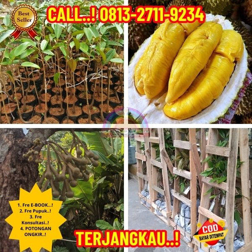 HARGA PARTAI ! H.Tovix CALL: 0813-2711-9234 Jual Bibit Durian Montong Super Ke Kec.Sungai Liat-Desa.jpg