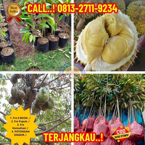 HARGA RESELLER ! H.Tovix CALL: 0813-2711-9234 Jual Bibit Durian Namlung Bangka Ke Kec.Sungai Liat-De.jpg