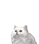 kedigifv3ejn.gif