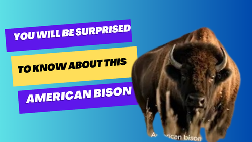 You will be surprised to know about this American bison.png