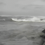 1000091389.gif