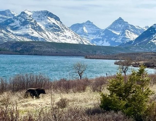 Grizzly, Saint Mary Lake at Glacier NP2.jpg