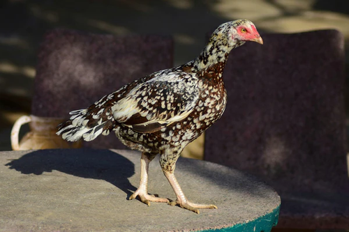 Best Aseel Hen in Hyderabad.png