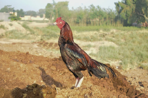 Best Aseel Rooster in Hyderabad.png