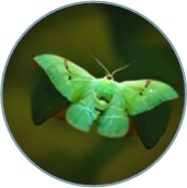 Cyparissa Lunatic Moth.png