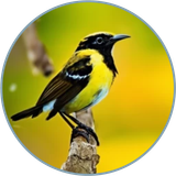 Cyparissa Sol Songbird.png