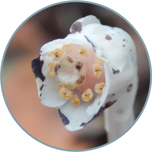 Cyparissa Ghost Flower.png