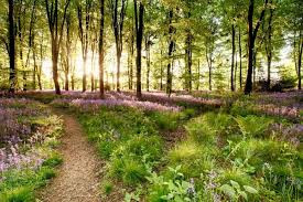 Reiki Energy Healing...jpg