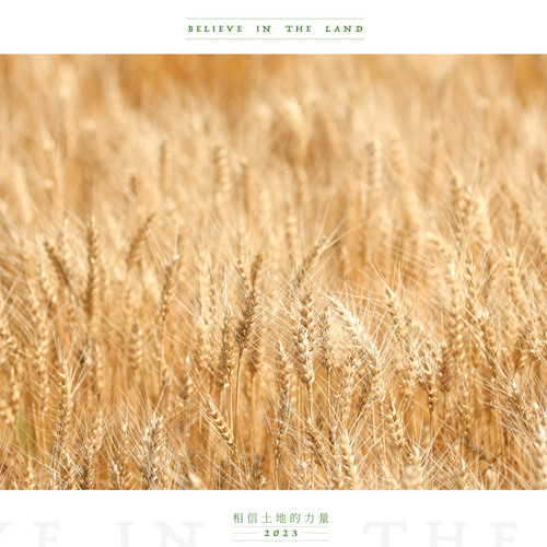 小麦.jpg