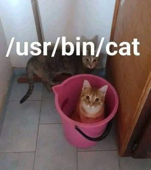  usr bin cat dOkEykRe.jpg