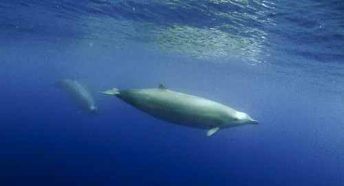 The True%27s beaked whale photographed underwater.jpg