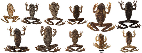Variation in dorsal coloration of preserved specimens of adult Osteocephalus buckleyi ZooKeys 229 00.jpg