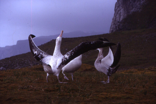 Kerguelen Diomedea exulans wooing.jpg