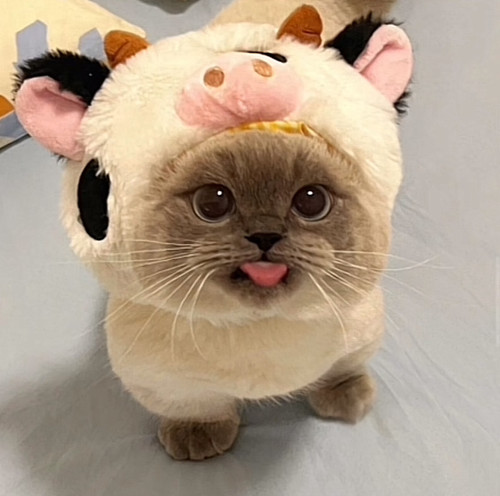 happycat.jpg