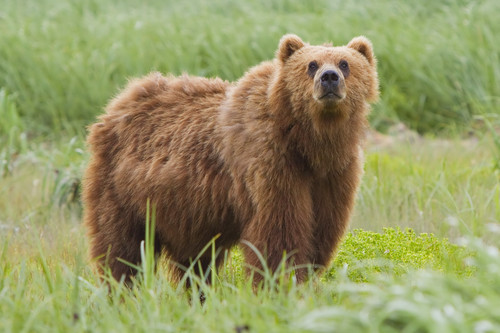 2010 kodiak bear 1.jpg