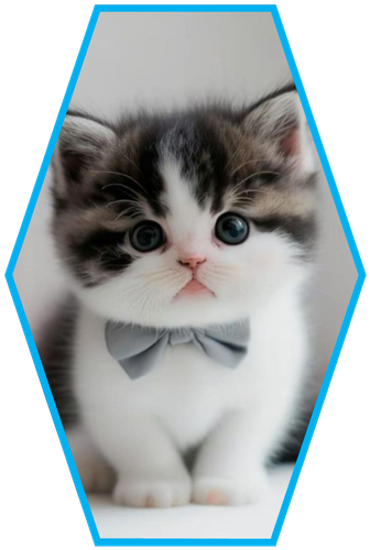 Cat Picture from Google 1.png