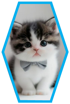 Cat Picture From Google 2.png