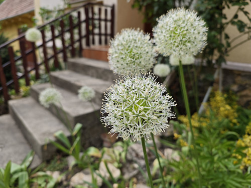 IMG 20240503 151508.jpg