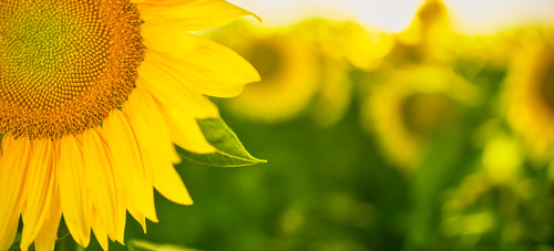 detail blooming sunflower field selective focus closeup with free space text idea.jpg