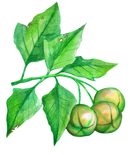 candlenut 5.png