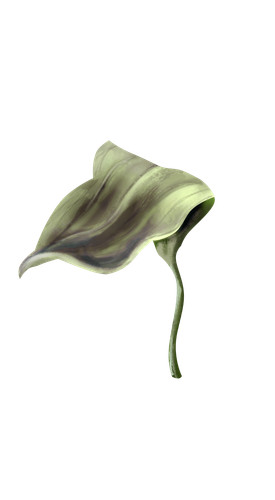 emeto DearToothFairy convalaria leaf3a.png