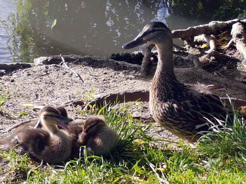 Duck family 3.jpg