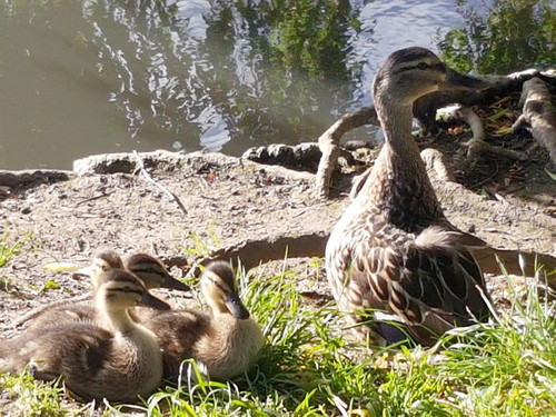 Duck family 2.jpg