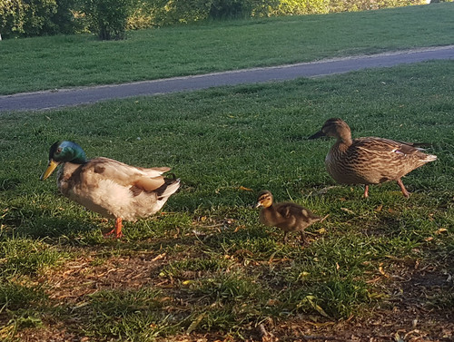 Duck family.jpg