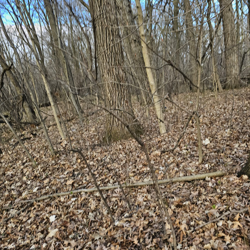 Community Service 2024 03 21 24 (67).jpg
