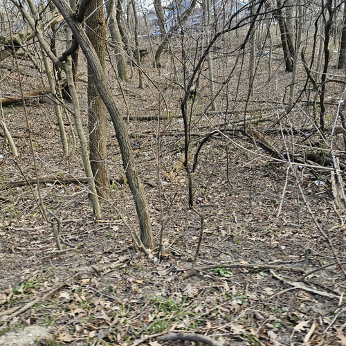 Community Service 2024 03 21 24 (59).jpg