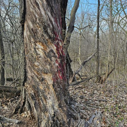 Community Service 2024 03 21 24 (75).jpg