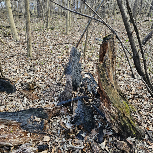 Community Service 2024 03 21 24 (80).jpg