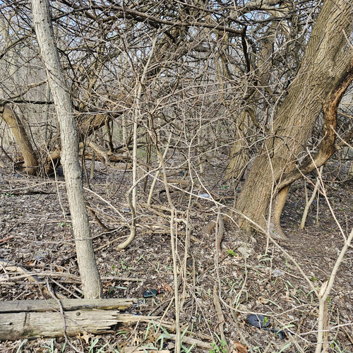 Community Service 2024 03 21 24 (36).jpg