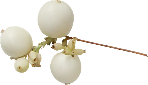 538 (34).png