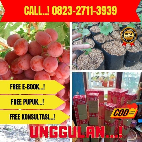 TERBATAS ! H.Tovix CALL: 0823-2711-3939 Jual Pohon Anggur Merah Di Kebumen.jpg
