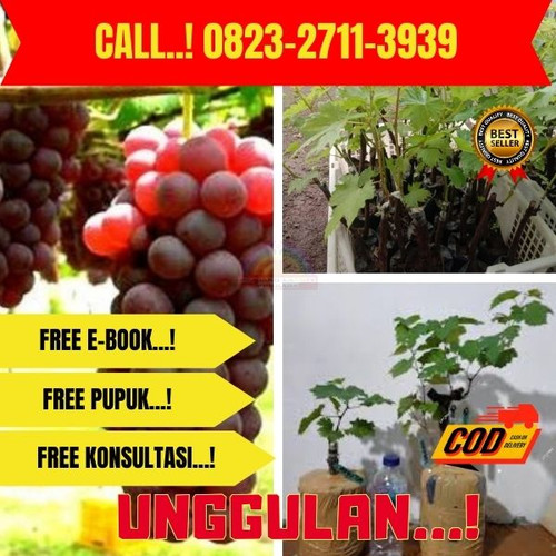 POTONGAN GILA ! H.Tovix CALL: 0823-2711-3939 Jual Pohon Anggur Lebat Di Kebumen.jpg