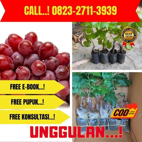 TERJANGKAU ! H.Tovix CALL: 0823-2711-3939 Jual Pohon Anggur Merah Kecil Di Kebumen.jpg