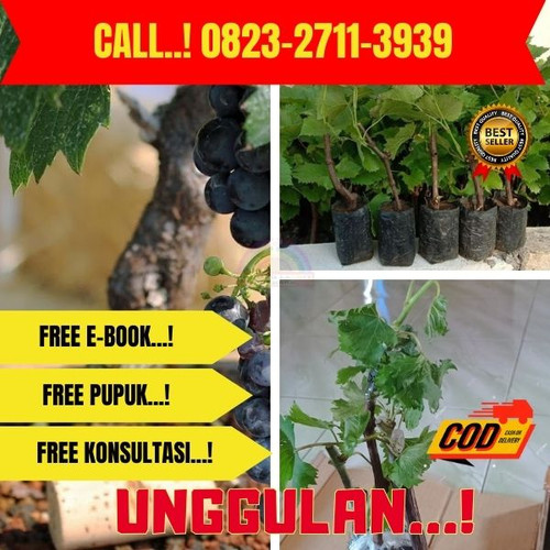 COD ! H.Tovix CALL: 0823-2711-3939 Jual Pohon Anggur Merah Dalam Pot Di Kebumen.jpg