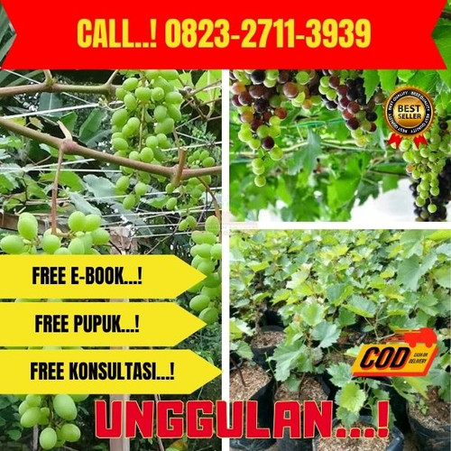 CEPAT BERBUAH ! H.Tovix CALL: 0823-2711-3939 Jual Pohon Anggur Merambat Di Kebumen.jpg