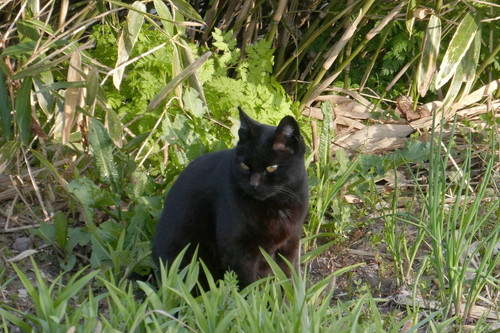 TZ95P1001933.jpg