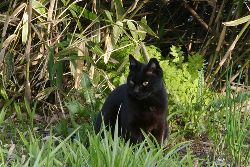 TZ95P1001936.jpg