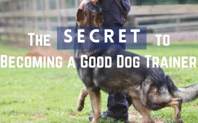 Dog Training Schools Near Me | Custom Canine Unlimited.webp