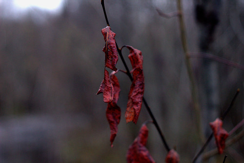 IMG 1996 b.jpg